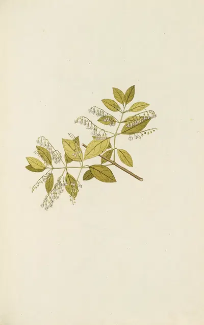 Selectarum stirpium Americanarum historia Pl.069 by Nikolaus Joseph Freiherr von Jacquin, 1780 — digital art print download