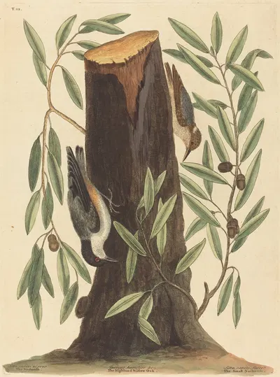 The Nuthatch (Sitta Europaea) by Mark Catesby, 1754 — digital art print download