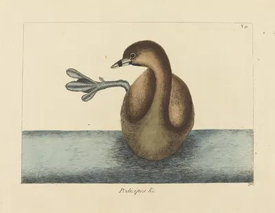 The Pied-billed Dobchick (Colymbus podiceps) by Mark Catesby, 1731-1743 — digital art print download