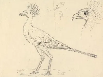 Secretary Bird by Luigi Balugani — digital art print download