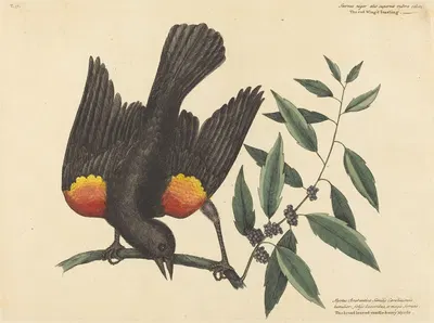 The Red Winged Starling (Oriolus phoeniceus) by Mark Catesby, 1754 — digital art print download
