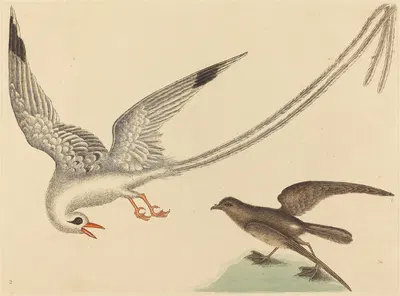 The Rice-bird (Emberiza oryzivora) by Mark Catesby, 1731-1743 — digital art print download