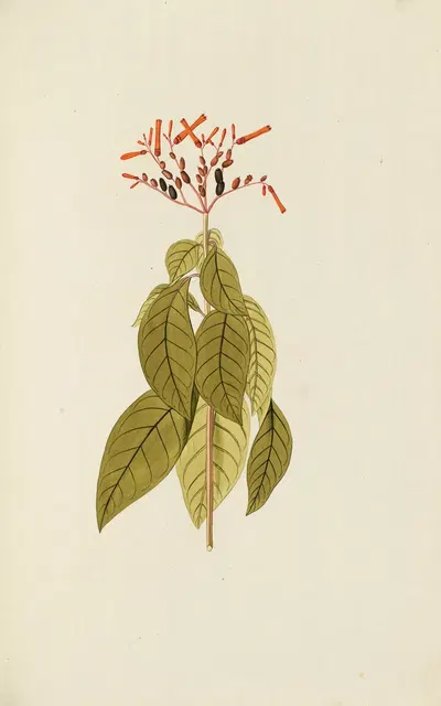 Selectarum stirpium Americanarum historia Pl.072 by Nikolaus Joseph Freiherr von Jacquin, 1780 — digital art print download