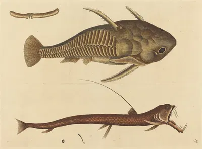 The Viper-mouth (Silurus cataphractus) by Mark Catesby, 1731-1743 — digital art print download