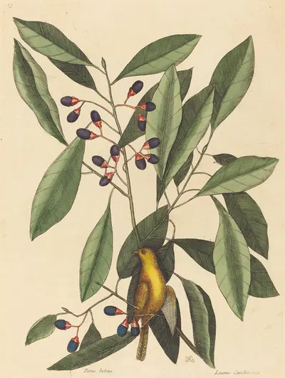 The Yellow Titmouse by Mark Catesby, 1754 — digital art print download