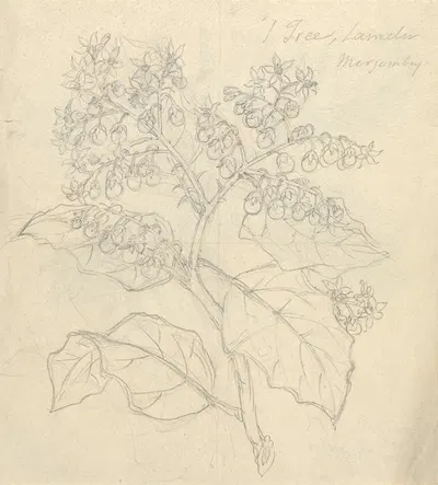 Solanum Adoense by Luigi Balugani — digital art print download