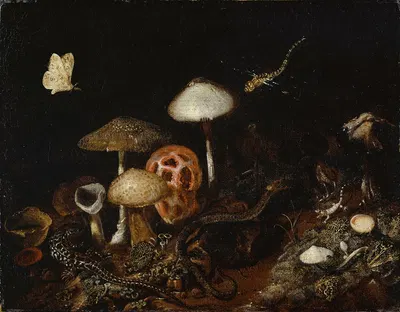 Reptiles, Mushrooms and Butterflies by Отто Марсейус ван Шрик — digital art print download
