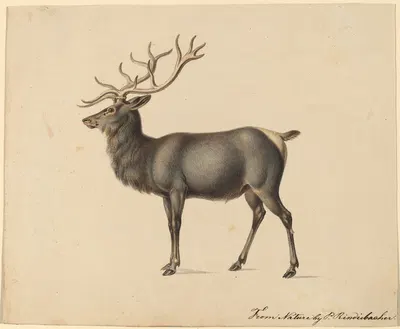 European Elk by Peter Rindisbacher — digital art print download