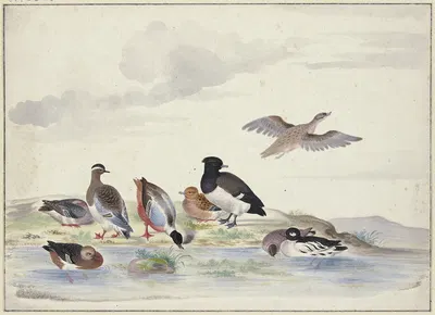 Acht Enten verschiedener Art am Wasser by Pieter Holsteijn — digital art print download