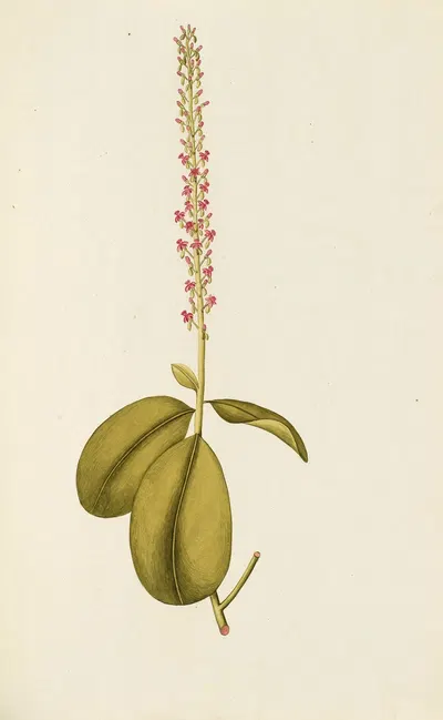 Selectarum stirpium Americanarum historia Pl.076 by Nikolaus Joseph Freiherr von Jacquin, 1780 — digital art print download