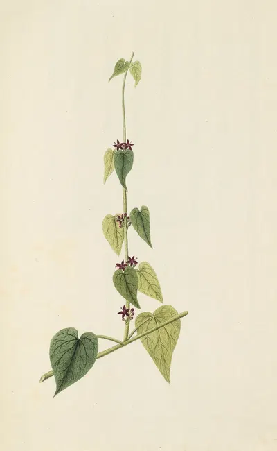 Selectarum stirpium Americanarum historia Pl.082 by Nikolaus Joseph Freiherr von Jacquin, 1780 — digital art print download