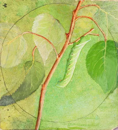 Sphinx Caterpillar, study for book Concealing Coloration in the Animal Kingdom by Аббот Хандерсон Тейер — digital art print…