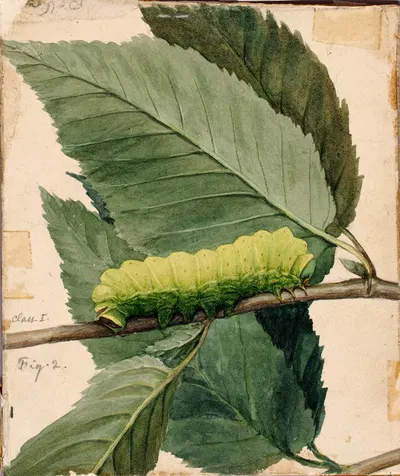 Lunar Caterpillar, study for book Concealing Coloration in the Animal Kingdom by Аббот Хандерсон Тейер — digital art print…