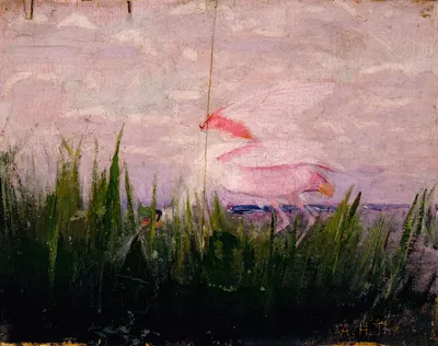 Roseate Spoonbill, study for book Concealing Coloration in the Animal Kingdom by Аббот Хандерсон Тейер — digital art print…