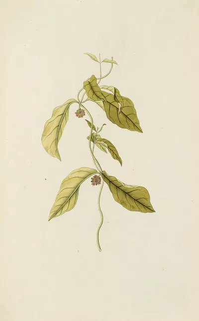 Selectarum stirpium Americanarum historia Pl.084 by Nikolaus Joseph Freiherr von Jacquin, 1780 — digital art print download