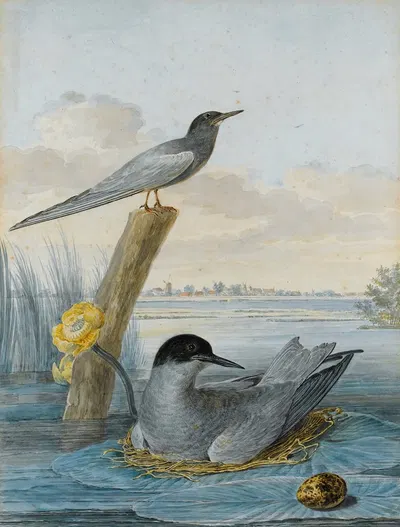 A Pair Of Black Terns With Nest And Egg In A River Landscape by Аерт Шоуман — digital art print download