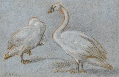 A Pair Of Standing Swans, One Preening by Аерт Шоуман — digital art print download