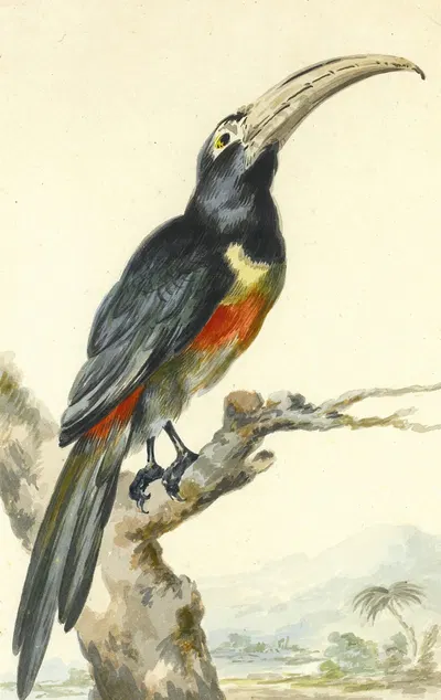 A Toucan (Pteroglossus Aracari) On A Branch by Аерт Шоуман — digital art print download