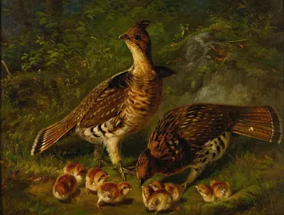 Pair Ruffed Grouse And Young by Артур Фицвильям Тейт, 1871 — digital art print download