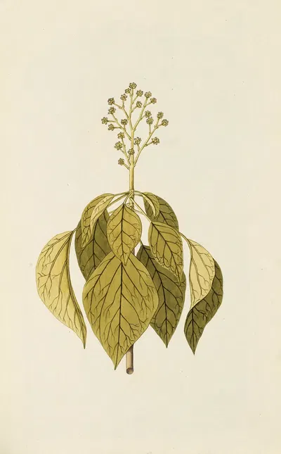 Selectarum stirpium Americanarum historia Pl.091 by Nikolaus Joseph Freiherr von Jacquin, 1780 — digital art print download