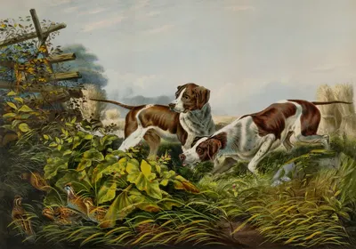 American Field Sports. 'On a Point.' by Чарльз Парсонс, 1857 — digital art print download