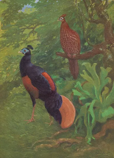 Bornean Crested Fireback by Charles Robert Knight, 1918-1922 — digital art print download