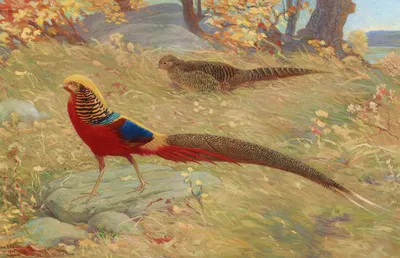 Golden Pheasant by Charles Robert Knight, 1918-1922 — digital art print download
