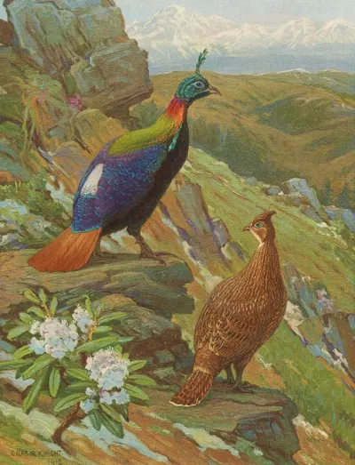 Himalayan Impeyan Pheasant by Charles Robert Knight, 1918-1922 — digital art print download