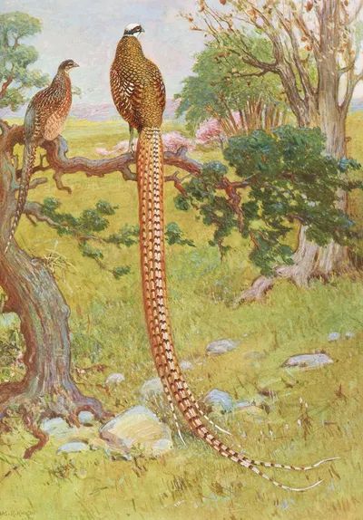Reeves's Pheasant by Charles Robert Knight, 1918-1922 — digital art print download