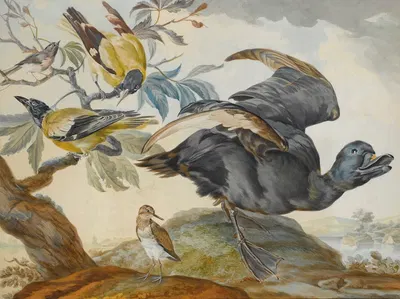 A Duck And Four Other Birds, Three On A Branch by Circle of Aert Schouman — digital art print download