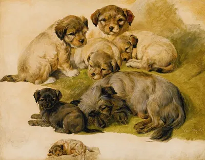 Study Of A Terrier And Puppies by Circle of Sir Edwin Henry Landseer, 1861 — digital art print download