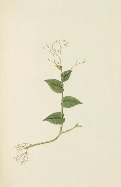 Selectarum stirpium Americanarum historia Pl.095 by Nikolaus Joseph Freiherr von Jacquin, 1780 — digital art print download