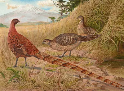 Soemmerring's Copper Pheasant by Edwin Megargee, 1918-1922 — digital art print download