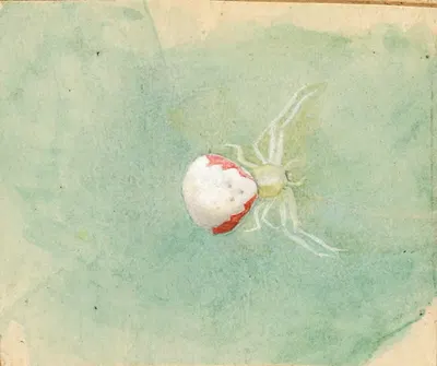 Porcelain-White Spider by Emma Beach Thayer — digital art print download
