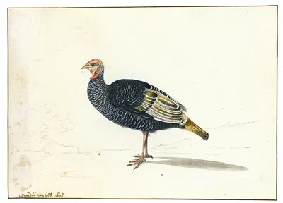 A Turkey Hen by Gerardus van Veen, 1678 — digital art print download