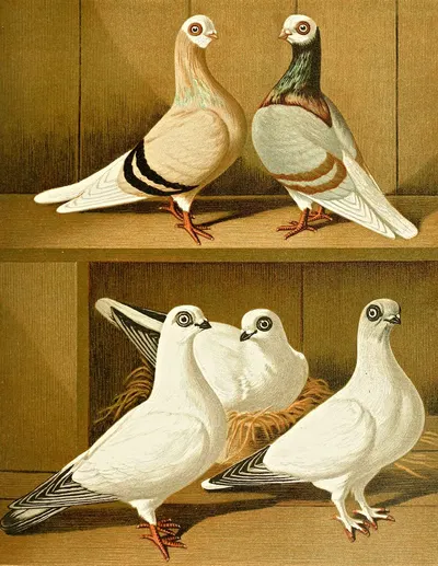 Alt-Preussische Weisskopf-Tümmler by Gustav Prütz, 1884-1886 — digital art print download