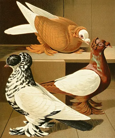 C. dasypus by Gustav Prütz, 1884-1886 — digital art print download