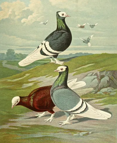 C. albicauda by Gustav Prütz, 1884-1886 — digital art print download