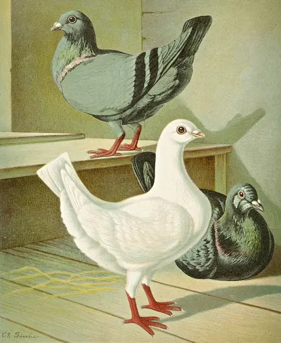 C. brevicauda by Gustav Prütz, 1884-1886 — digital art print download