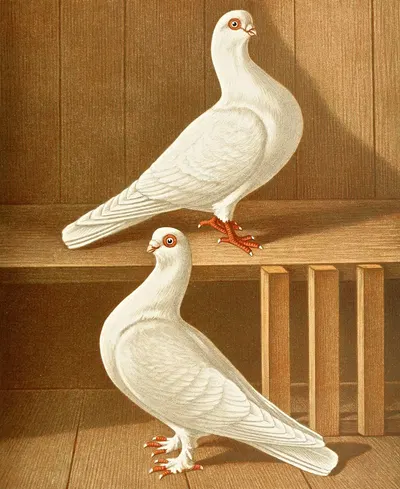 C. brevirostris s. albifrons II by Gustav Prütz, 1884-1886 — digital art print download