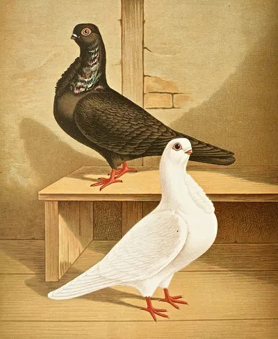 C. bubo nominata by Gustav Prütz, 1884-1886 — digital art print download