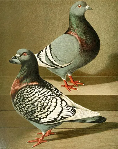 C. dom. agr. robuusta by Gustav Prütz, 1884-1886 — digital art print download