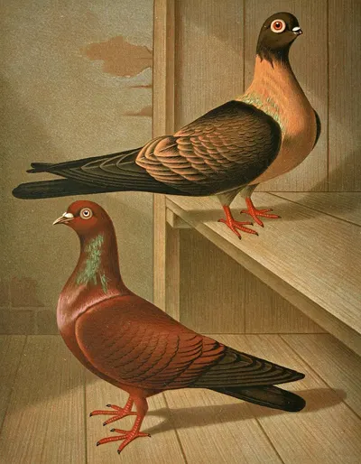 C. fulgens, C. cypselus by Gustav Prütz, 1884-1886 — digital art print download