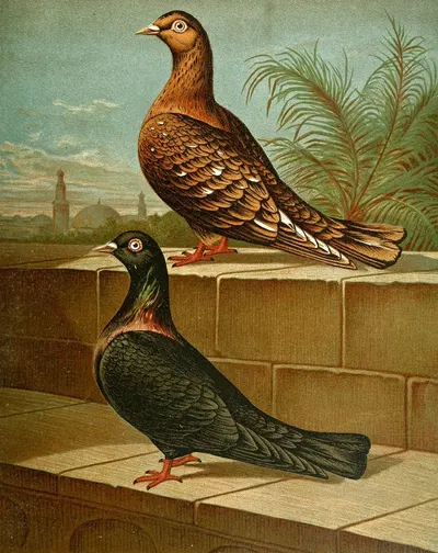 C. gestuosa by Gustav Prütz, 1884-1886 — digital art print download
