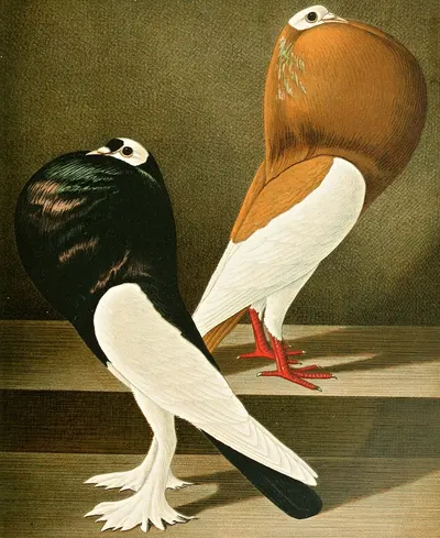 C. gutturosa eques by Gustav Prütz, 1884-1886 — digital art print download