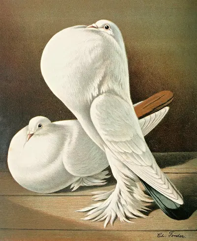 C. gutturosa maxima Pom by Gustav Prütz, 1884-1886 — digital art print download