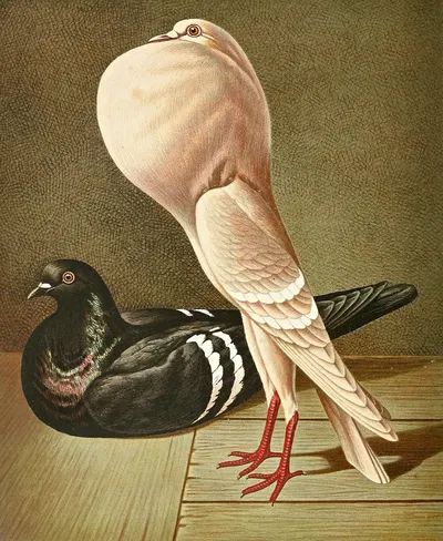 C. gutturosa minima by Gustav Prütz, 1884-1886 — digital art print download