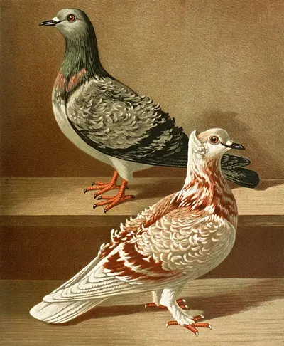 C. hispida by Gustav Prütz, 1884-1886 — digital art print download