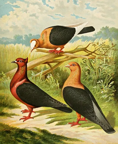 C. illyrica by Gustav Prütz, 1884-1886 — digital art print download