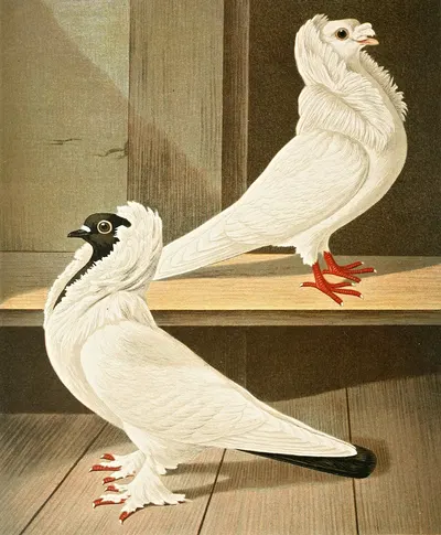 C. jubata by Gustav Prütz, 1884-1886 — digital art print download
